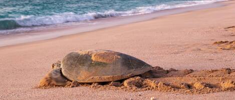 A turtle on a sandy beach with the ocean and cliffs in the background.