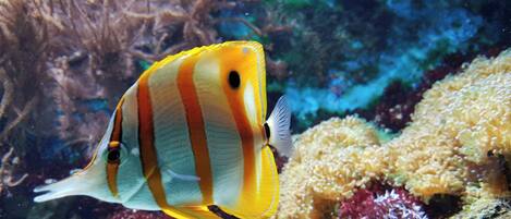 A fish with yellow and white stripes swimming near a coral reef.