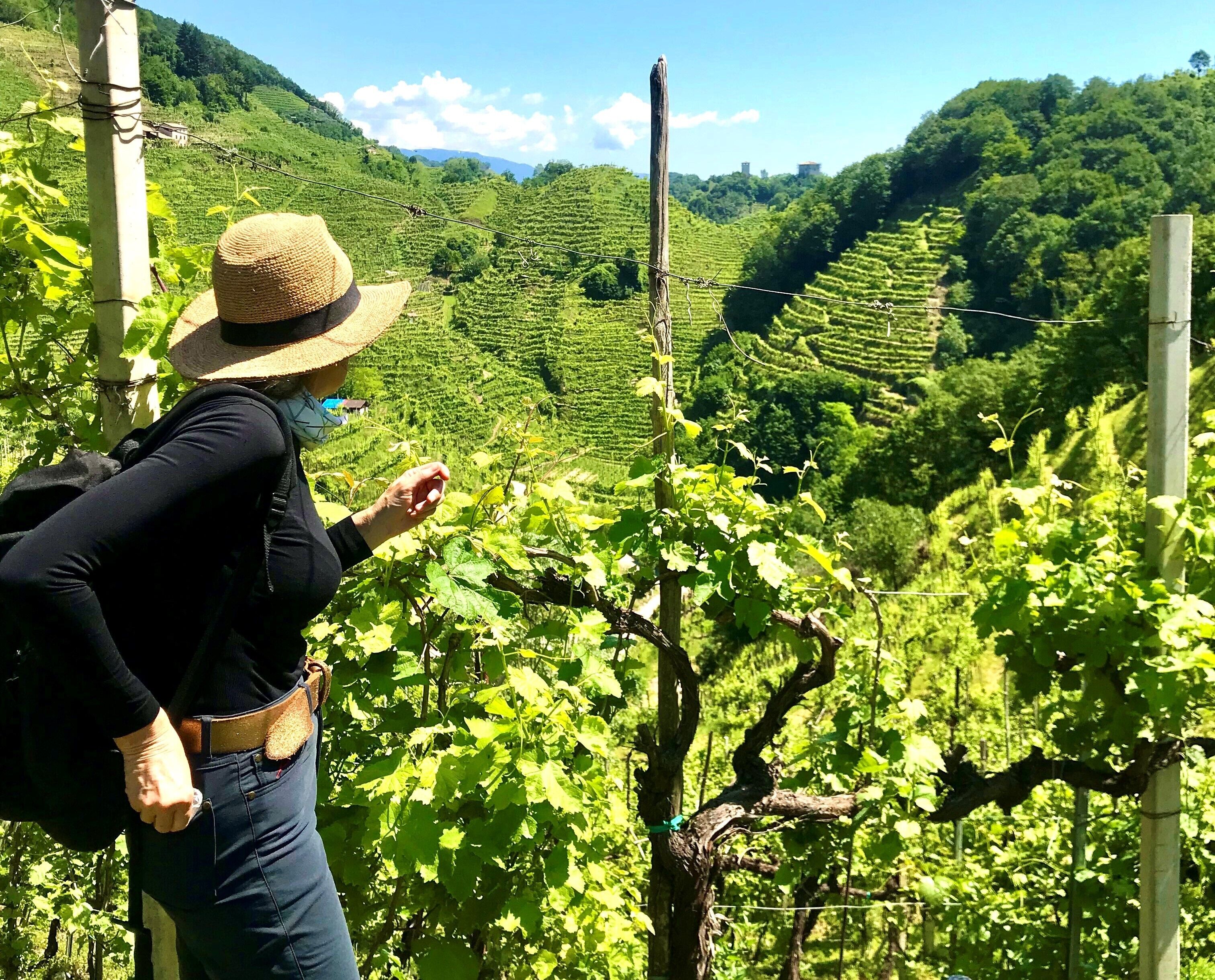 A person in a hat and backpack standing in a vineyard with rows of grapevines.