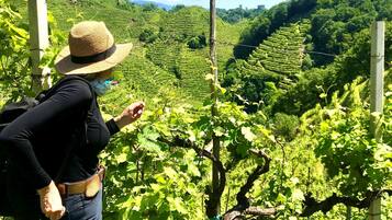 A person in a hat and backpack standing in a vineyard with rows of grapevines.