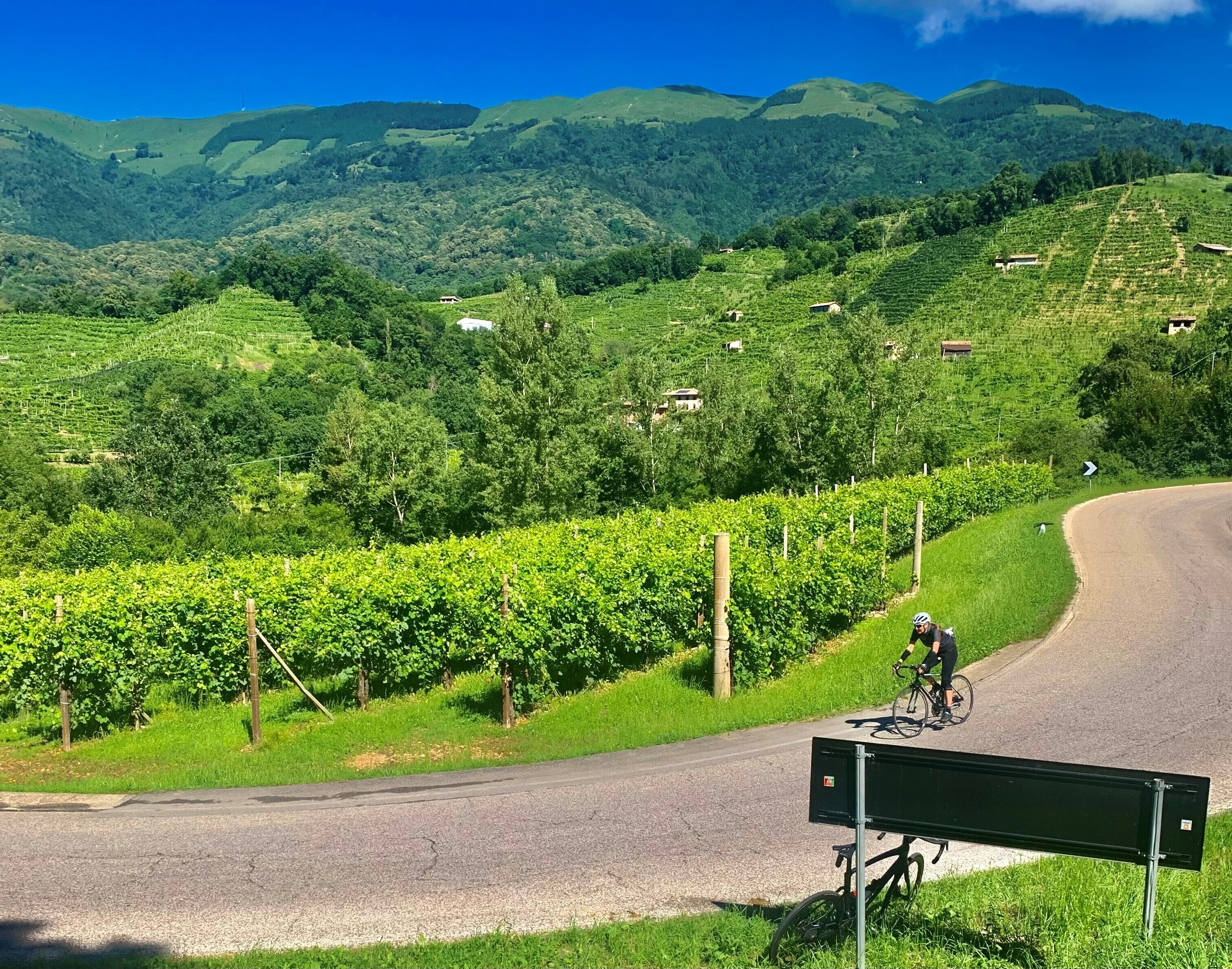 A cyclist on a paved road with a vineyard and rolling hills in the background.