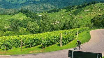 A cyclist on a paved road with a vineyard and rolling hills in the background.