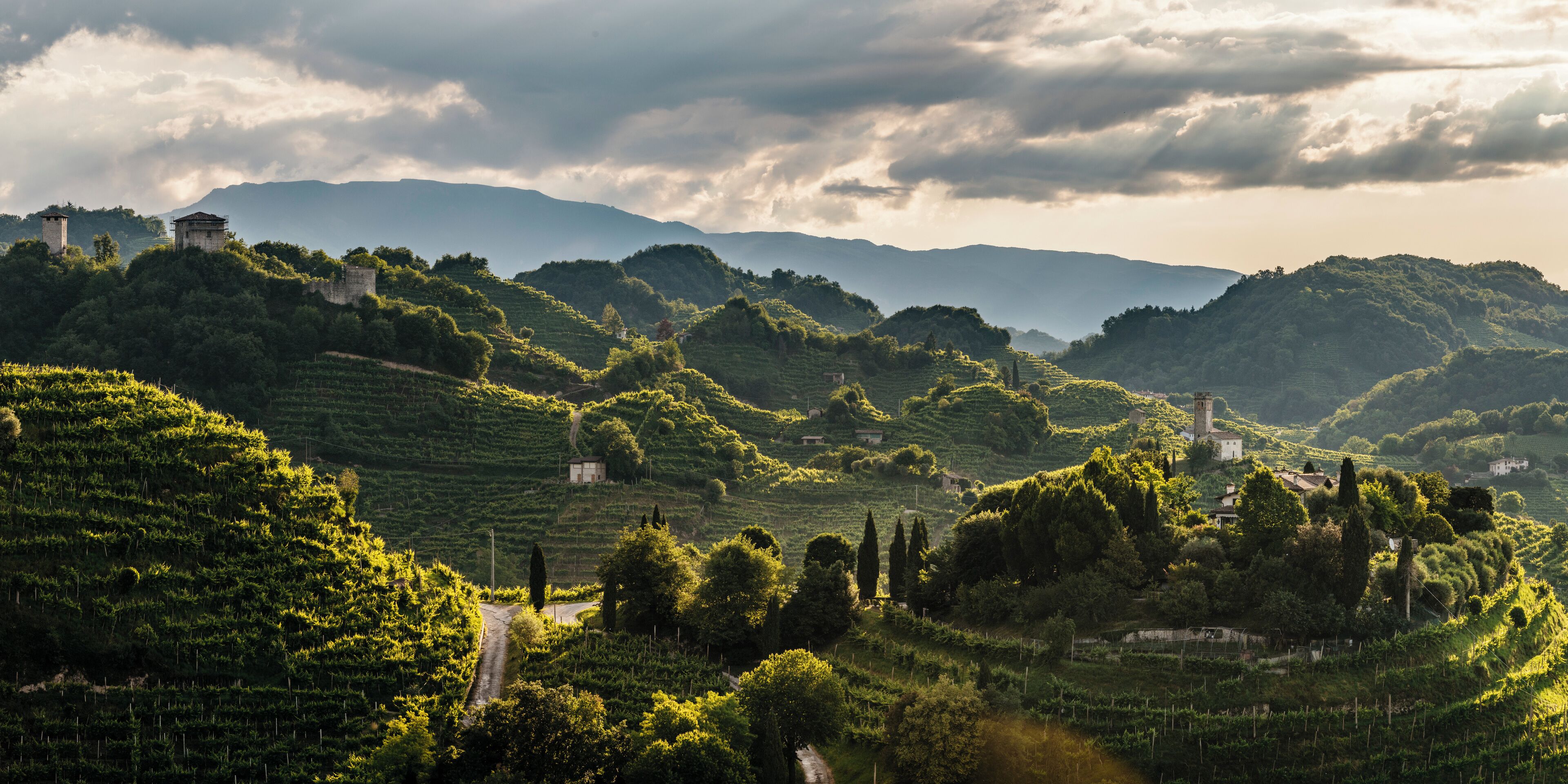 A vineyard landscape with terraced fields, stone structures, and a path.