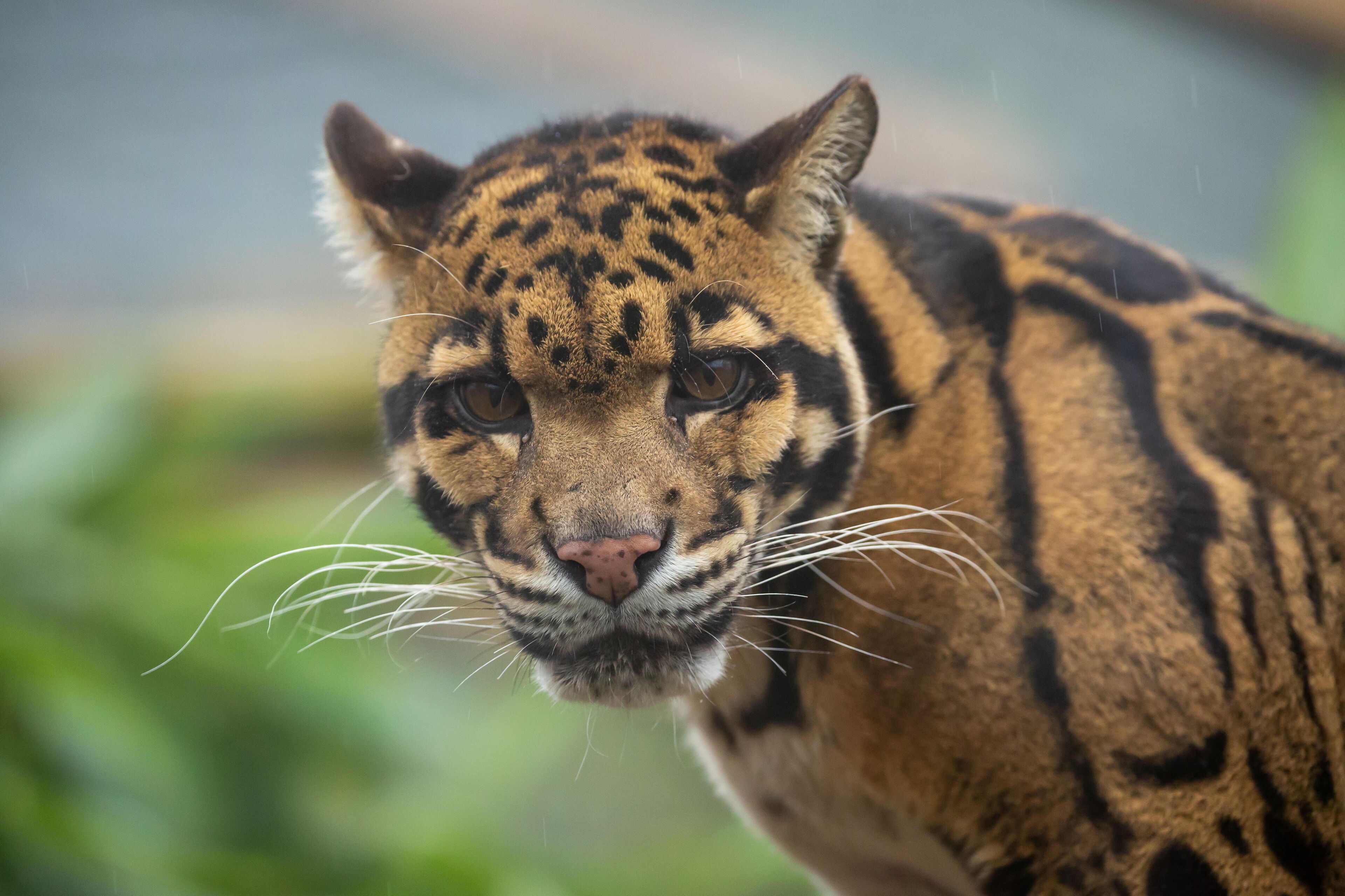 A close-up of a wild cat with distinctive markings.