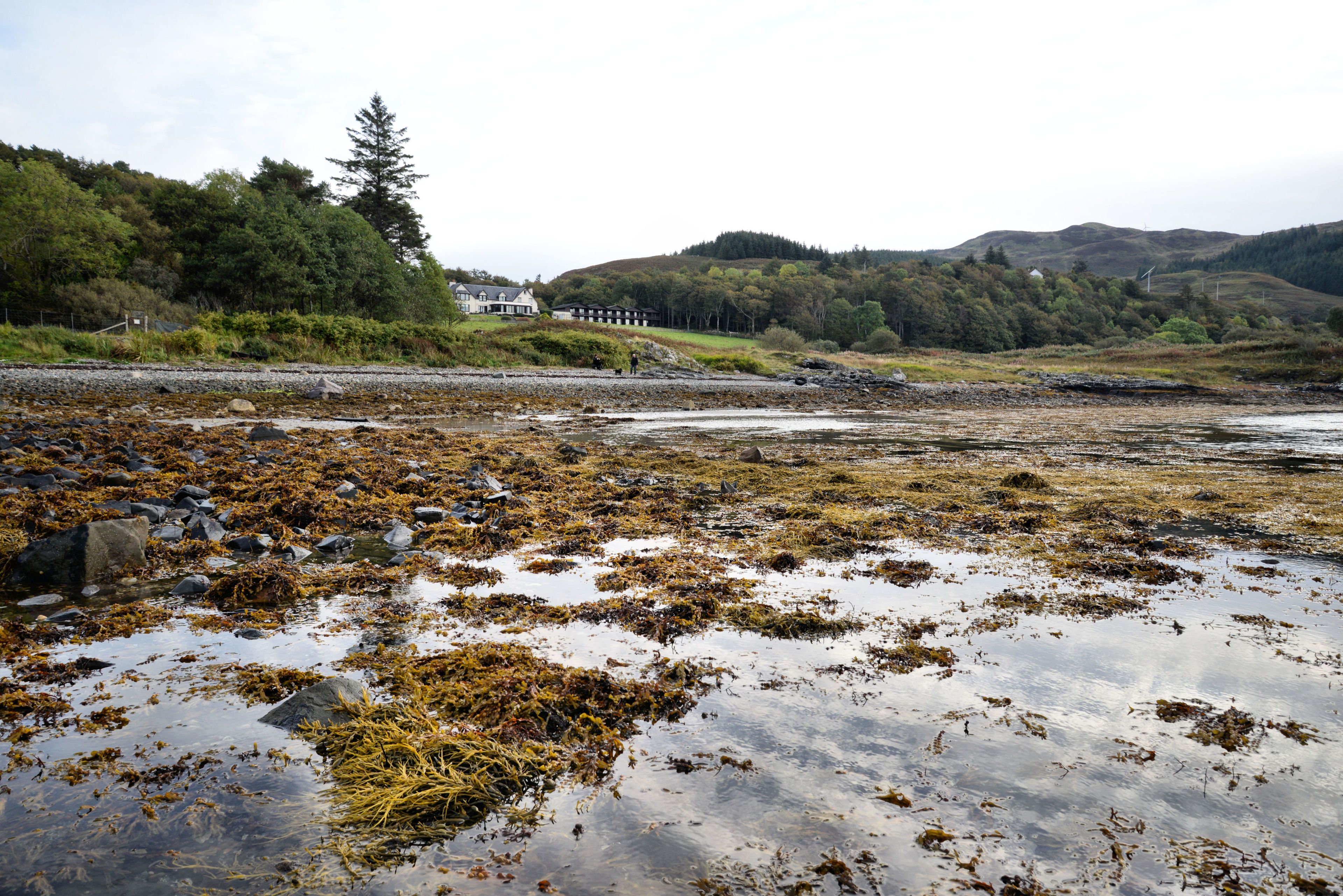 A coastal landscape with a rocky shore, seaweed, and a building in the background.