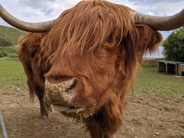 Primer plano de una vaca de las Tierras Altas, con largas astas y pelaje marrón y rizado.