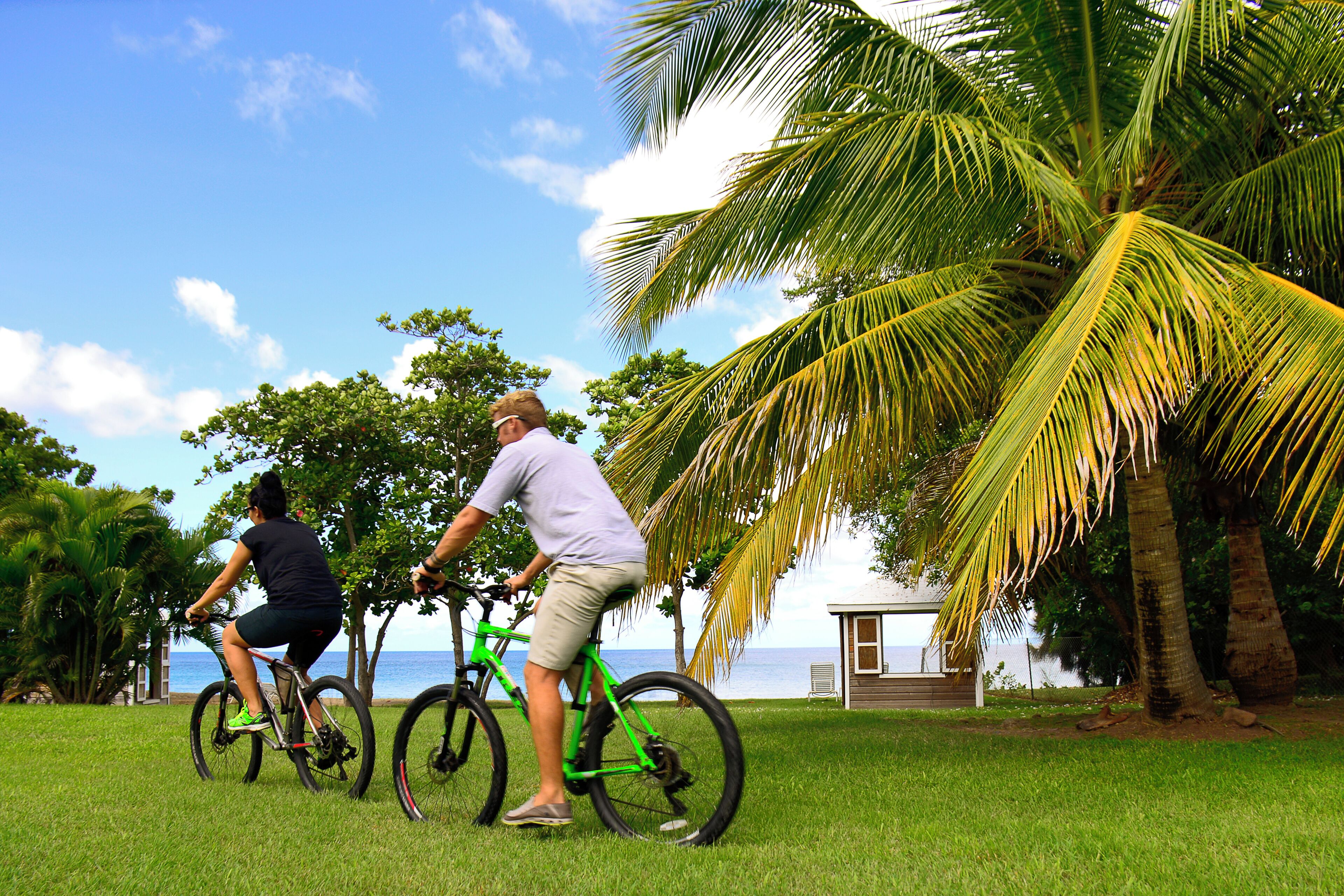 Two people riding bicycles on a grassy area with palm trees and a view of the ocean.