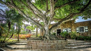 Un árbol de raíces abundantes en una jardinera de piedra, un muro de ladrillo y un edificio con ventanas.