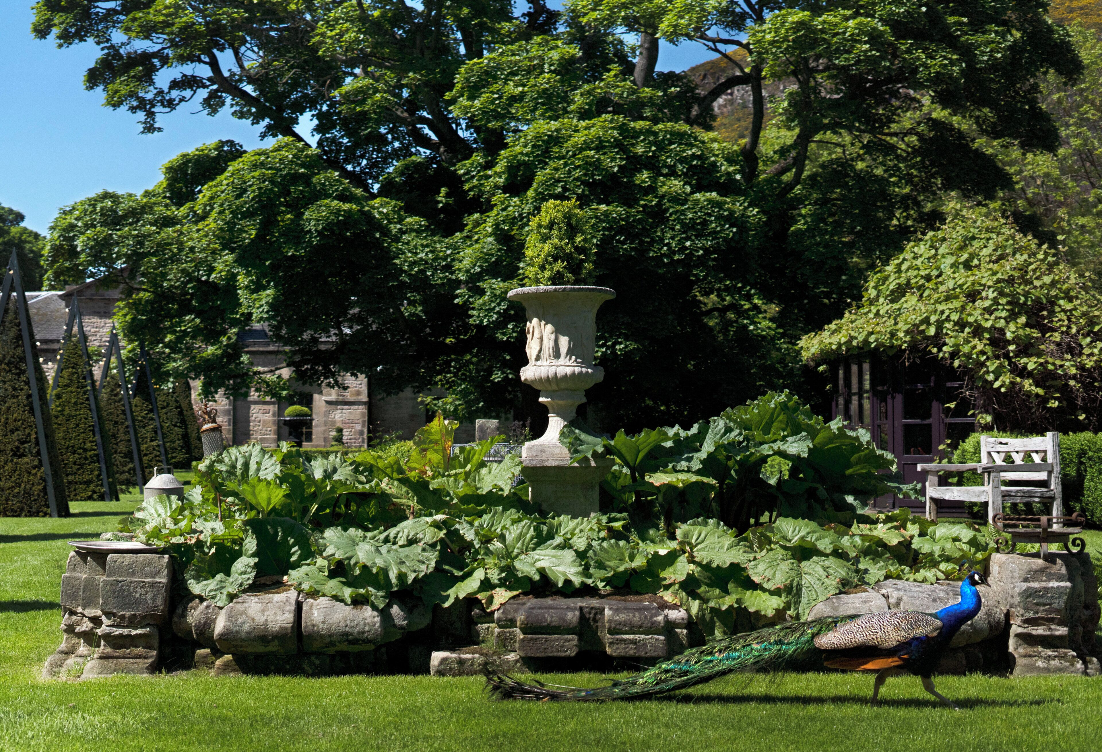 A garden with a peacock, a stone fountain, and lush greenery.
