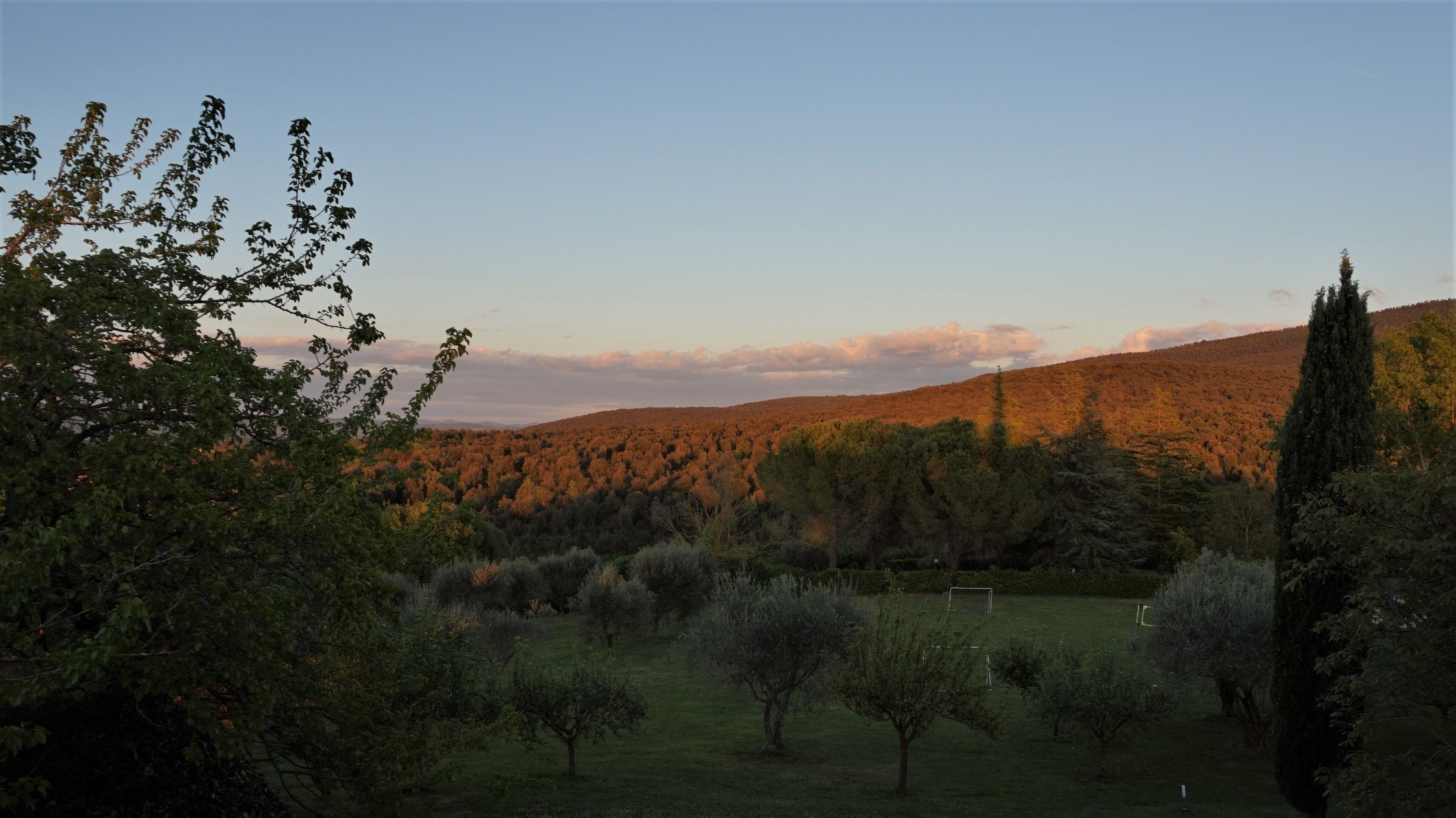 Un paysage composé d’un champ herbeux, d’arbres et d’une colline en arrière-plan.