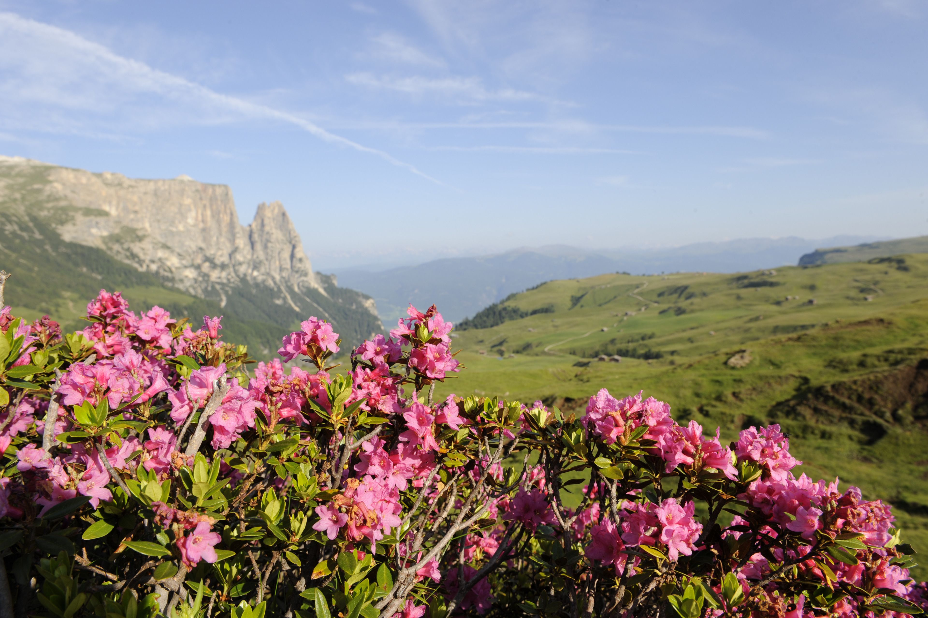 A mountainous landscape with a prominent rocky peak in the background and a foreground of pink flowers.
