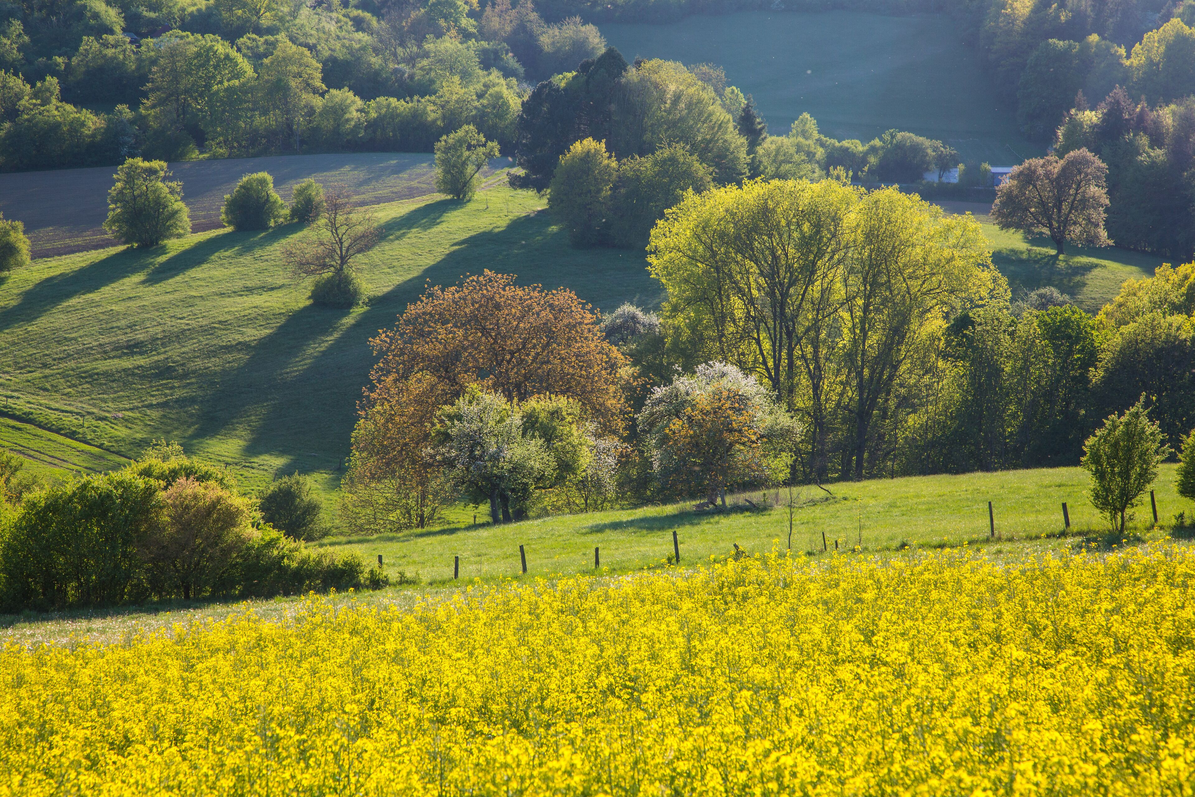 A rural landscape with rolling hills, a field of yellow flowers, and a variety of trees.