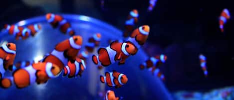 Un groupe de poissons-clowns nage dans un aquarium.