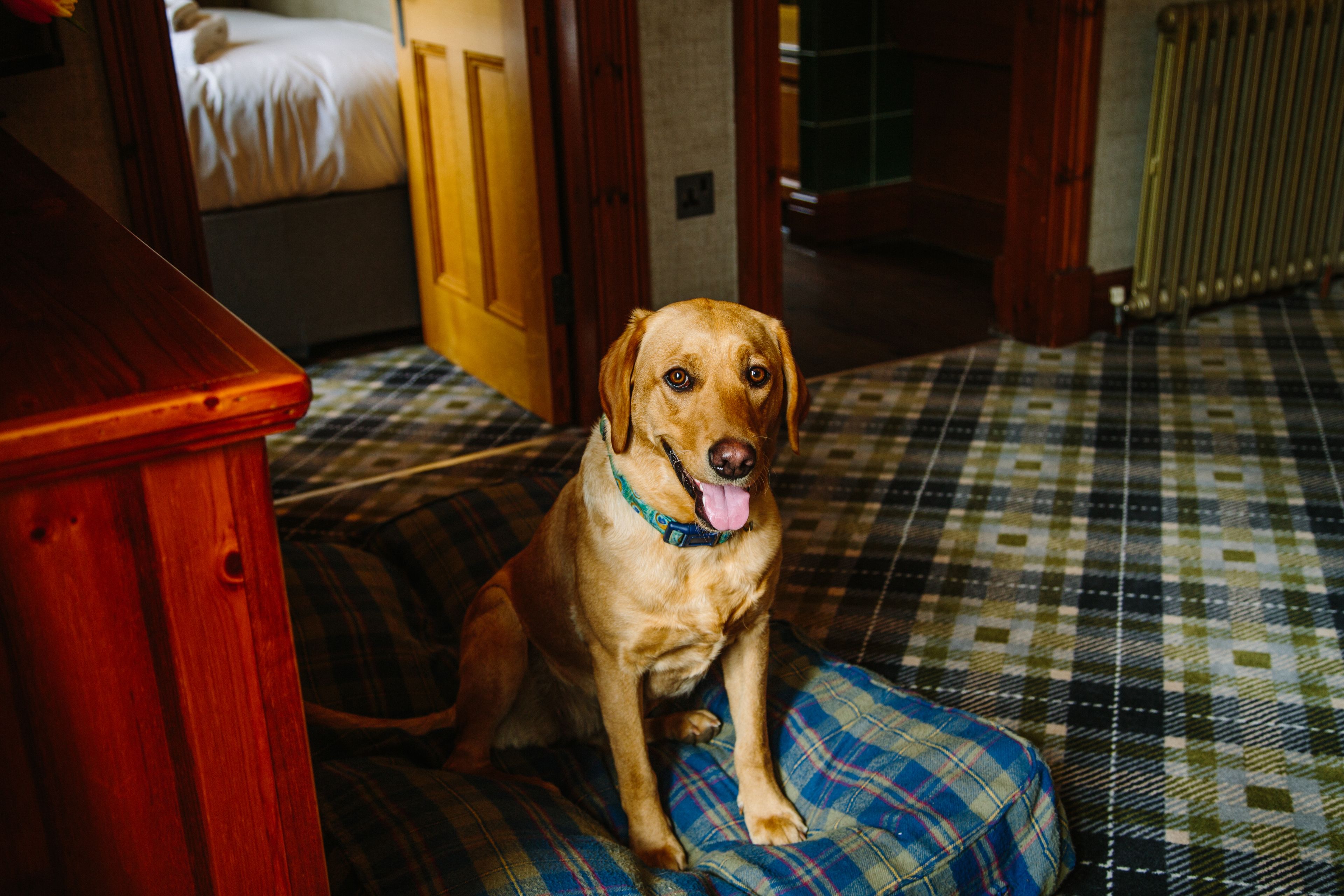 Ein Hund sitzt auf einem karierten Kissen in einem Zimmer mit einem Holztisch und einem Bett im Hintergrund.