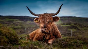 A Highland cow with horns lying in a grassy field with a mountainous background.