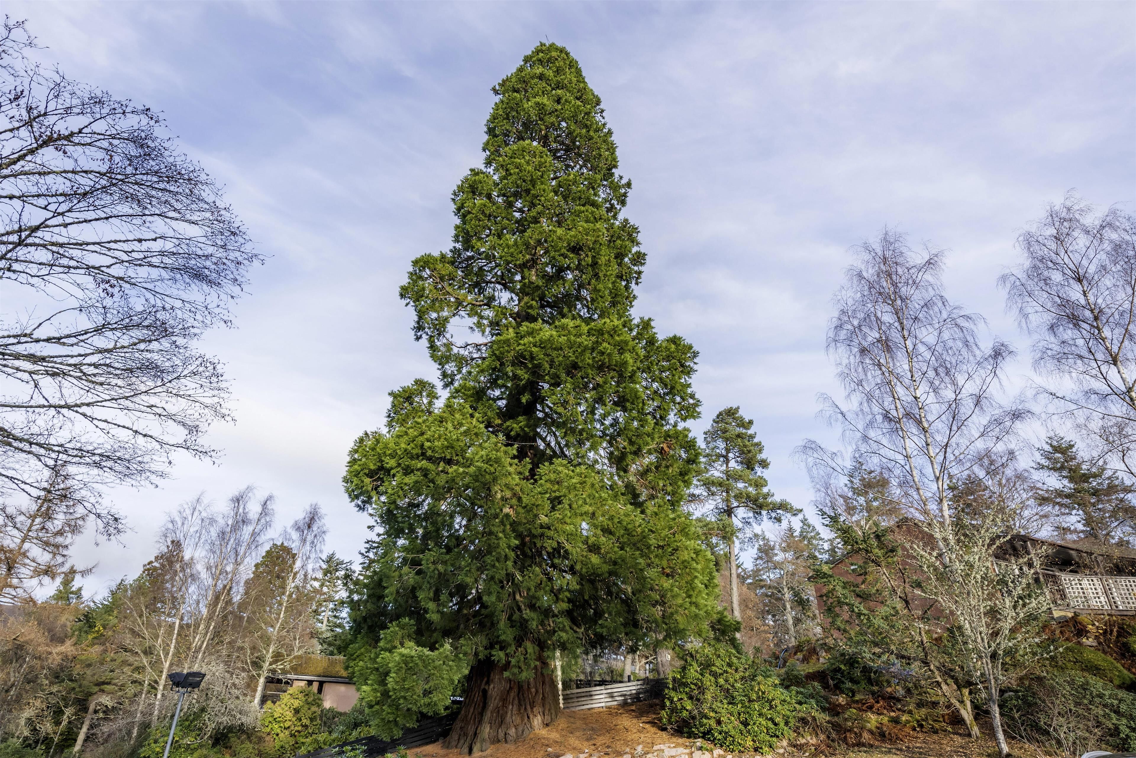 Un alto árbol de coníferas en un área ajardinada, con un edificio de ladrillo al fondo.