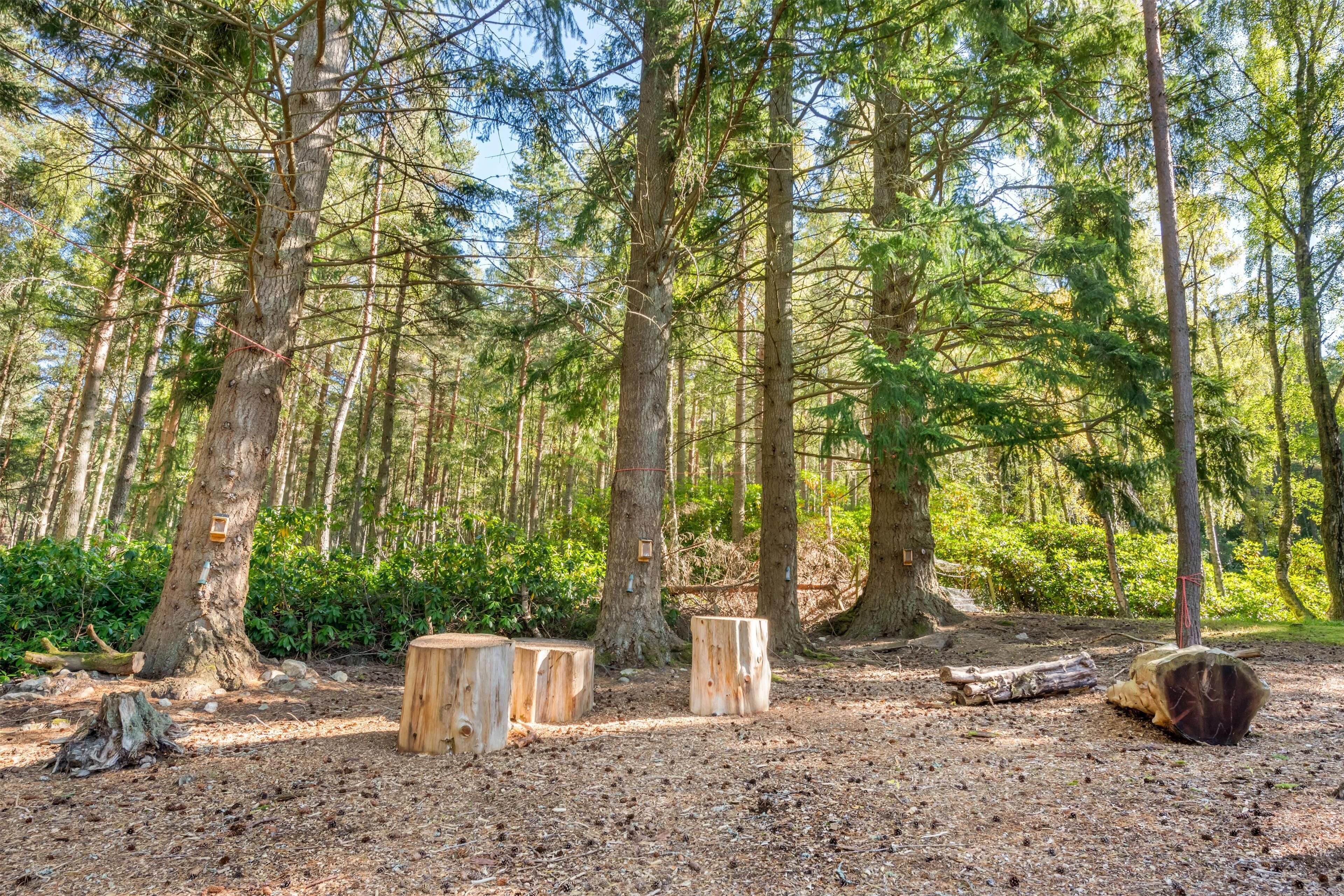 Ein Wald mit mehreren Baumstümpfen und einem großen Baumstamm am Boden.