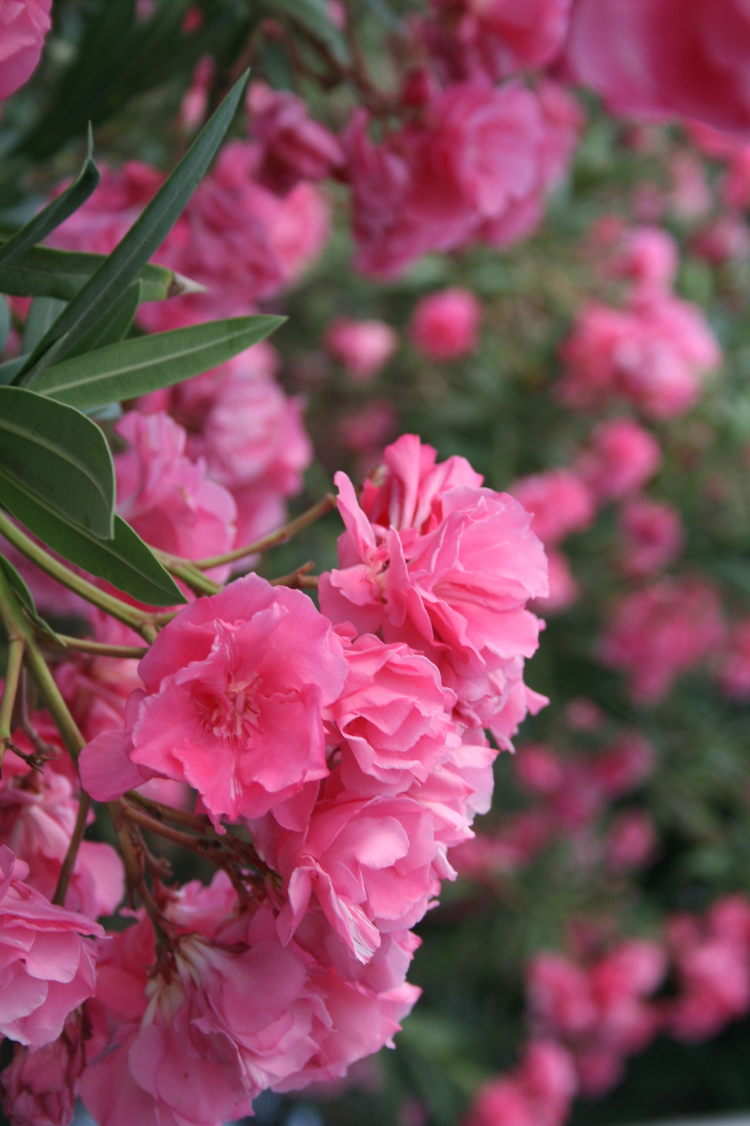 Photo - SPIROS & HIROKO Hotel - ADULTS ONLY