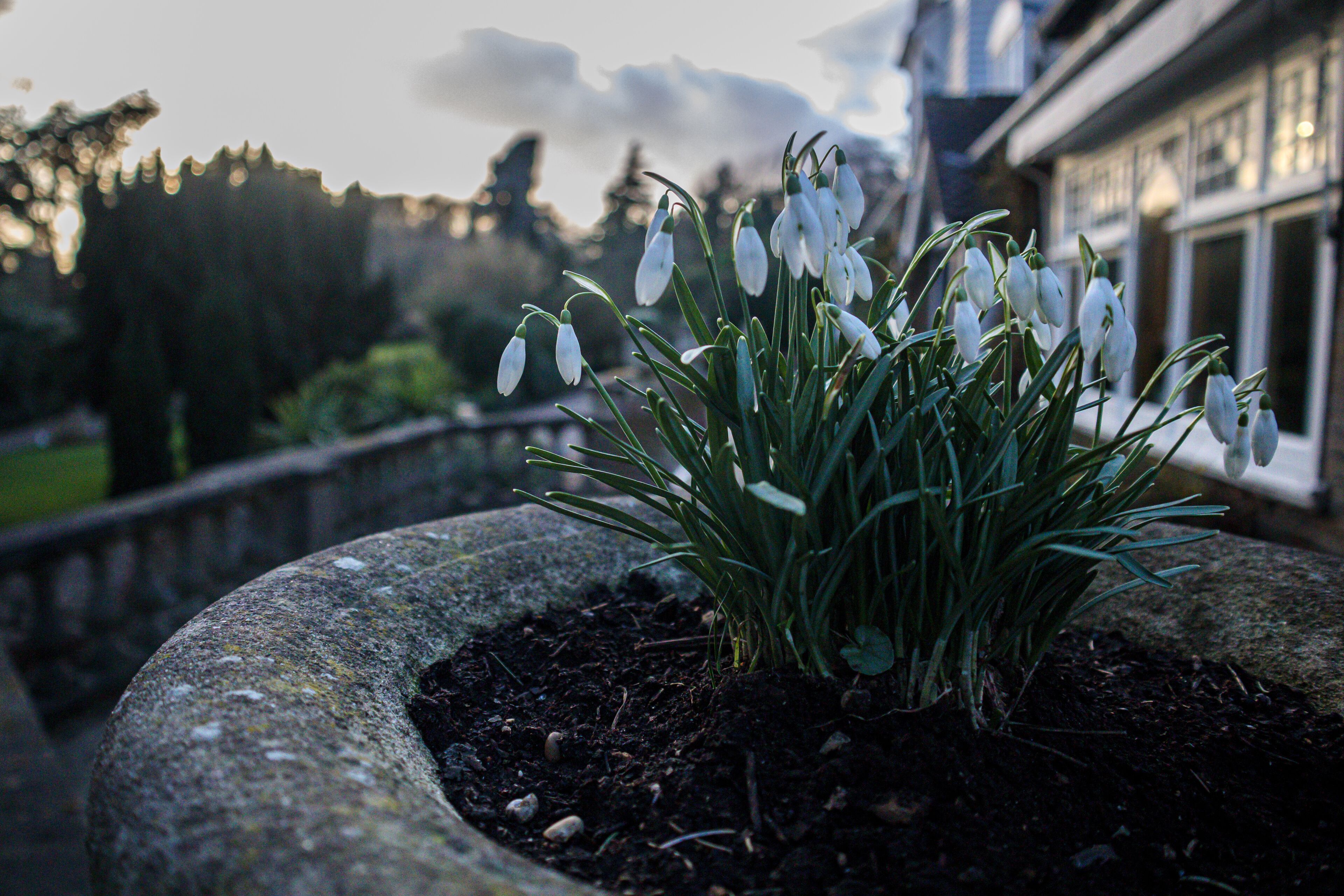 A garden with snowdrops in a stone planter.