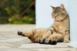 Un gato recostado contra una pared sobre un suelo de baldosas.