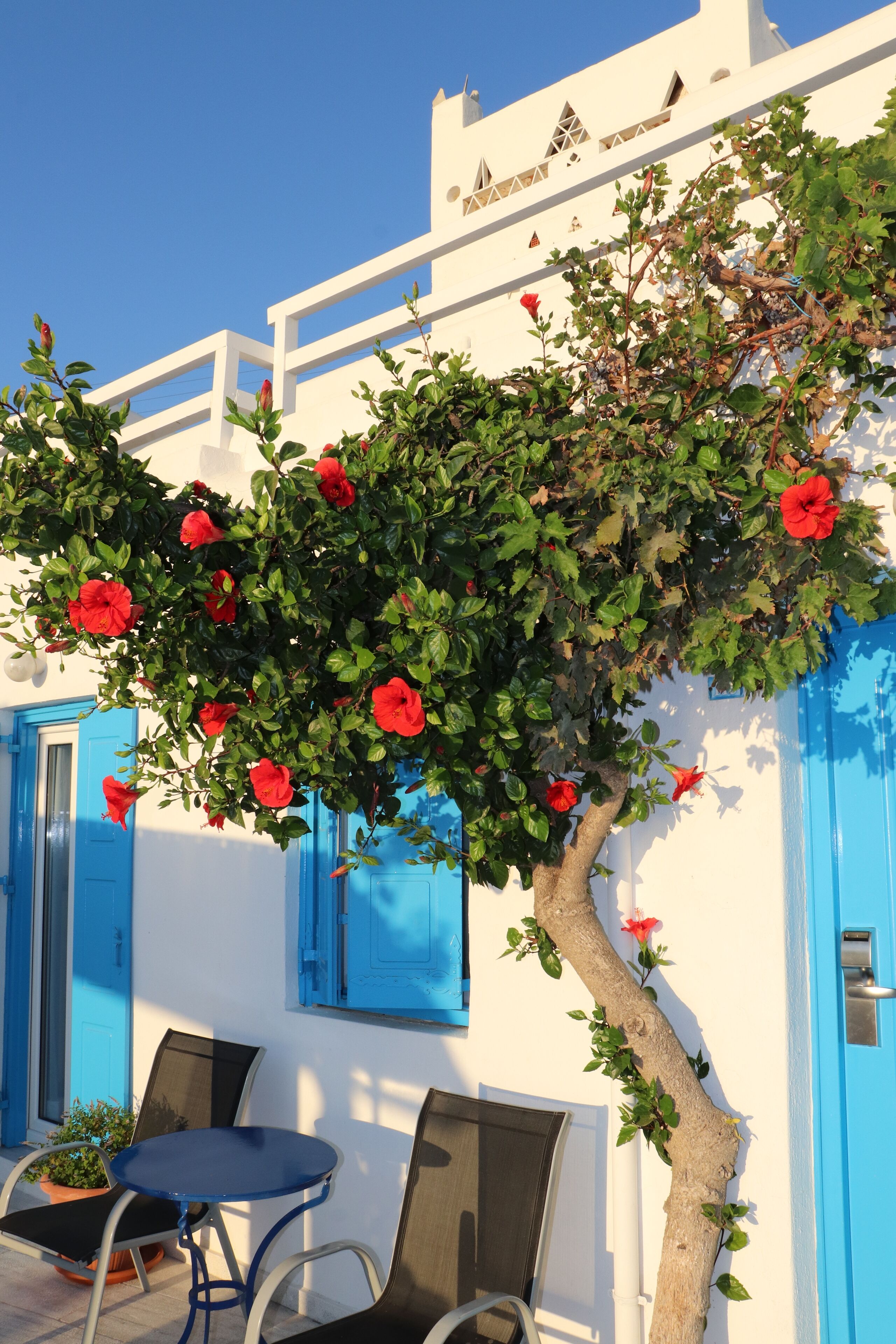 A white building with blue shutters and a tree with red flowers.