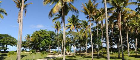 A park with tall palm trees and a clear blue sky.