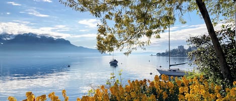 Un lago tranquilo con barcos, rodeado de flores amarillas vibrantes y un árbol.