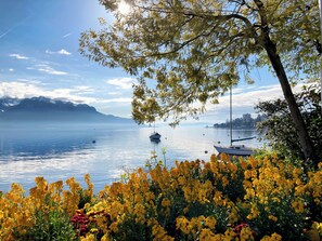 Un lago tranquilo con barcos, rodeado de flores amarillas vibrantes y un árbol.