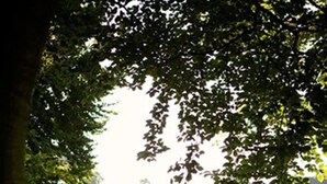 En have med en springvand, en bænk og en bygning i baggrunden.
