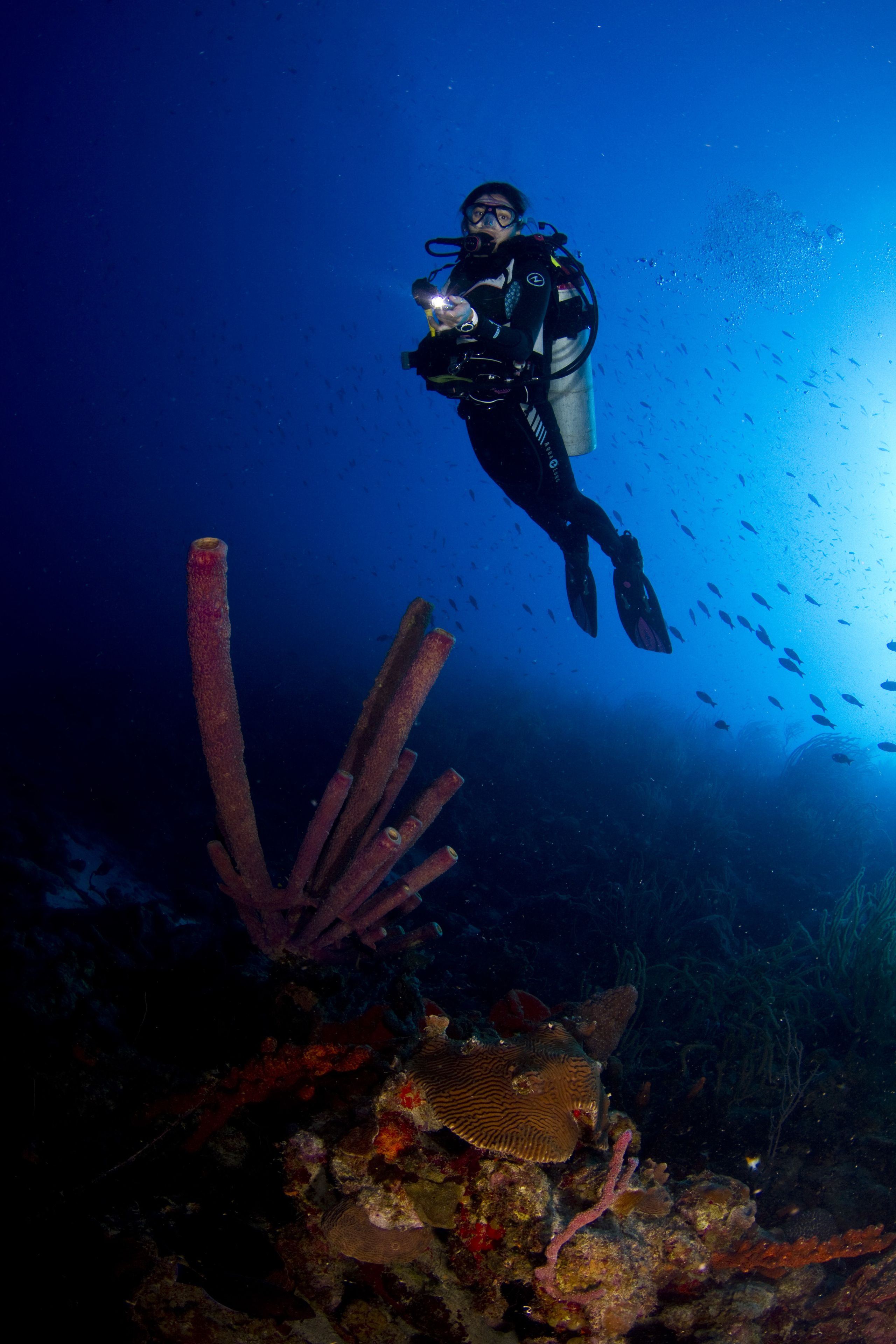 A diver underwater with a light source, surrounded by marine life and coral formations.