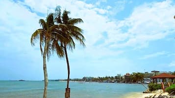 A beach with palm trees, sun loungers, and a clear sky.