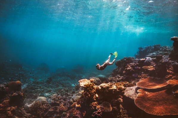 An underwater scene with a diver exploring a coral reef.