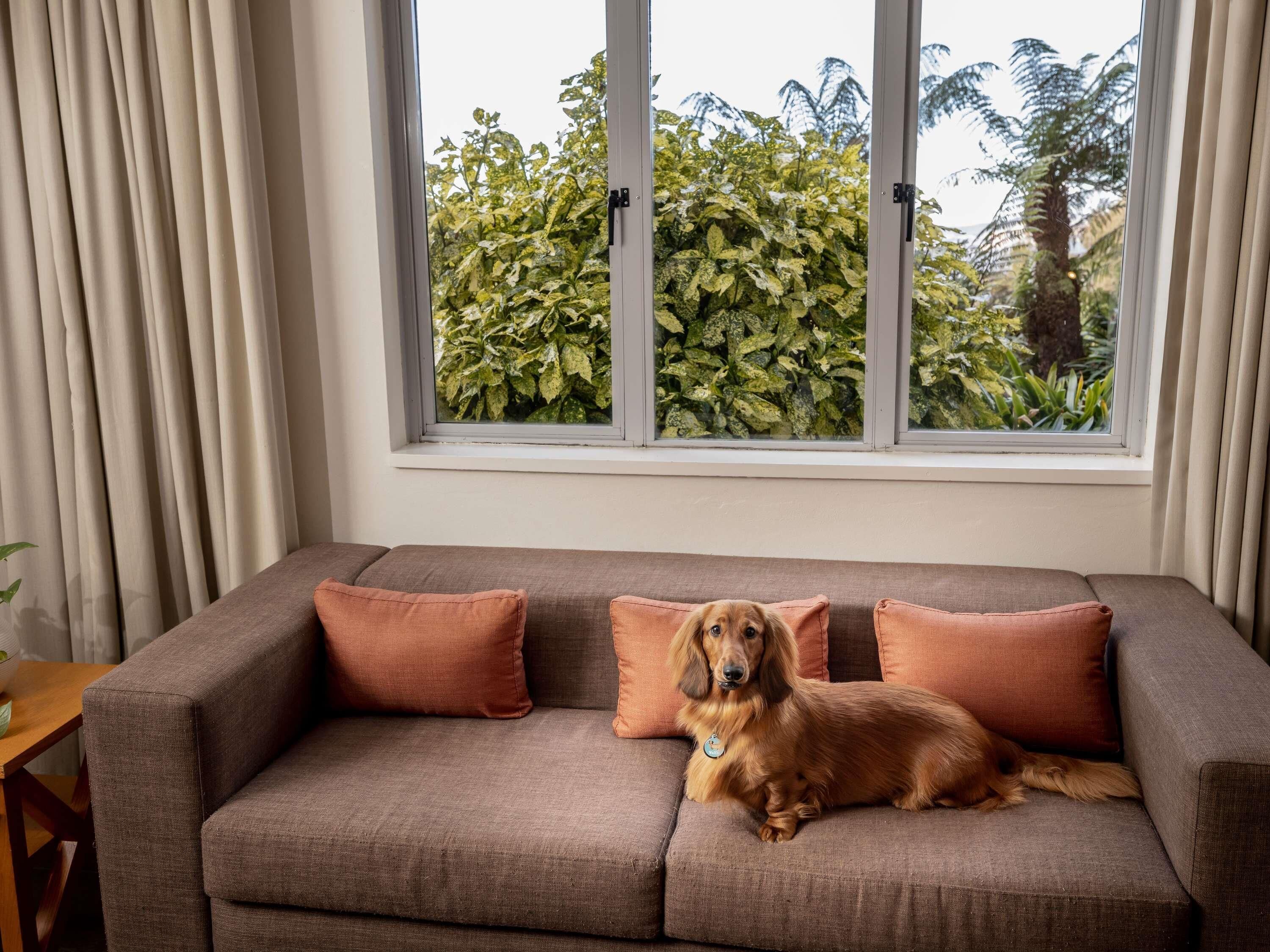 Een bruine bank met twee oranje kussens en een hond die erop ligt.