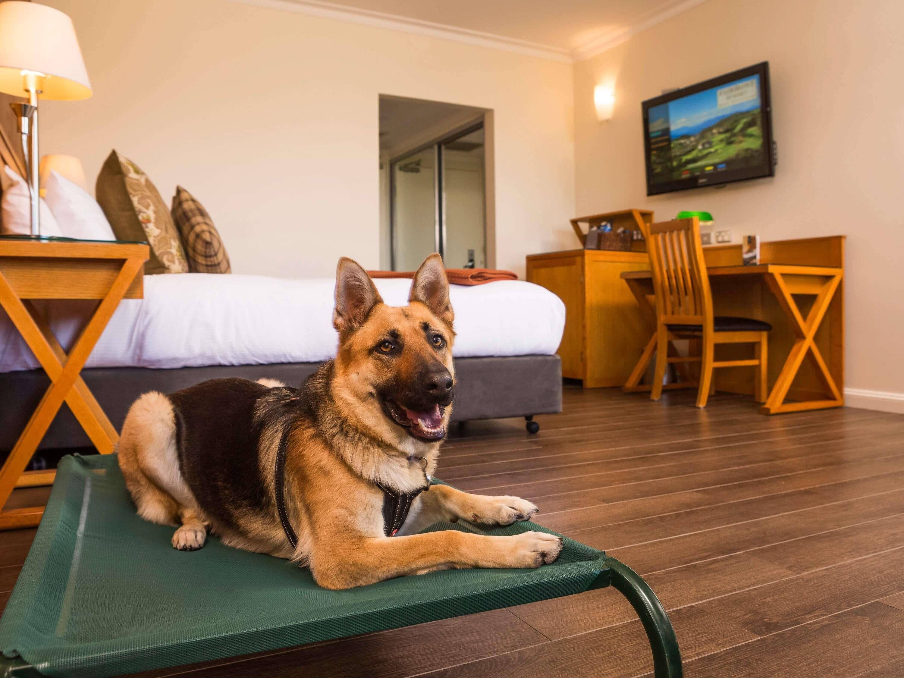 Un chien est allongé sur un fauteuil vert dans une chambre d’hôtel, où se trouvent un lit, un bureau et un autre fauteuil.
