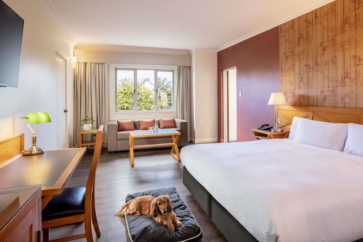 A hotel room with a bed, a sofa, a desk, a chair, and a dog bed.