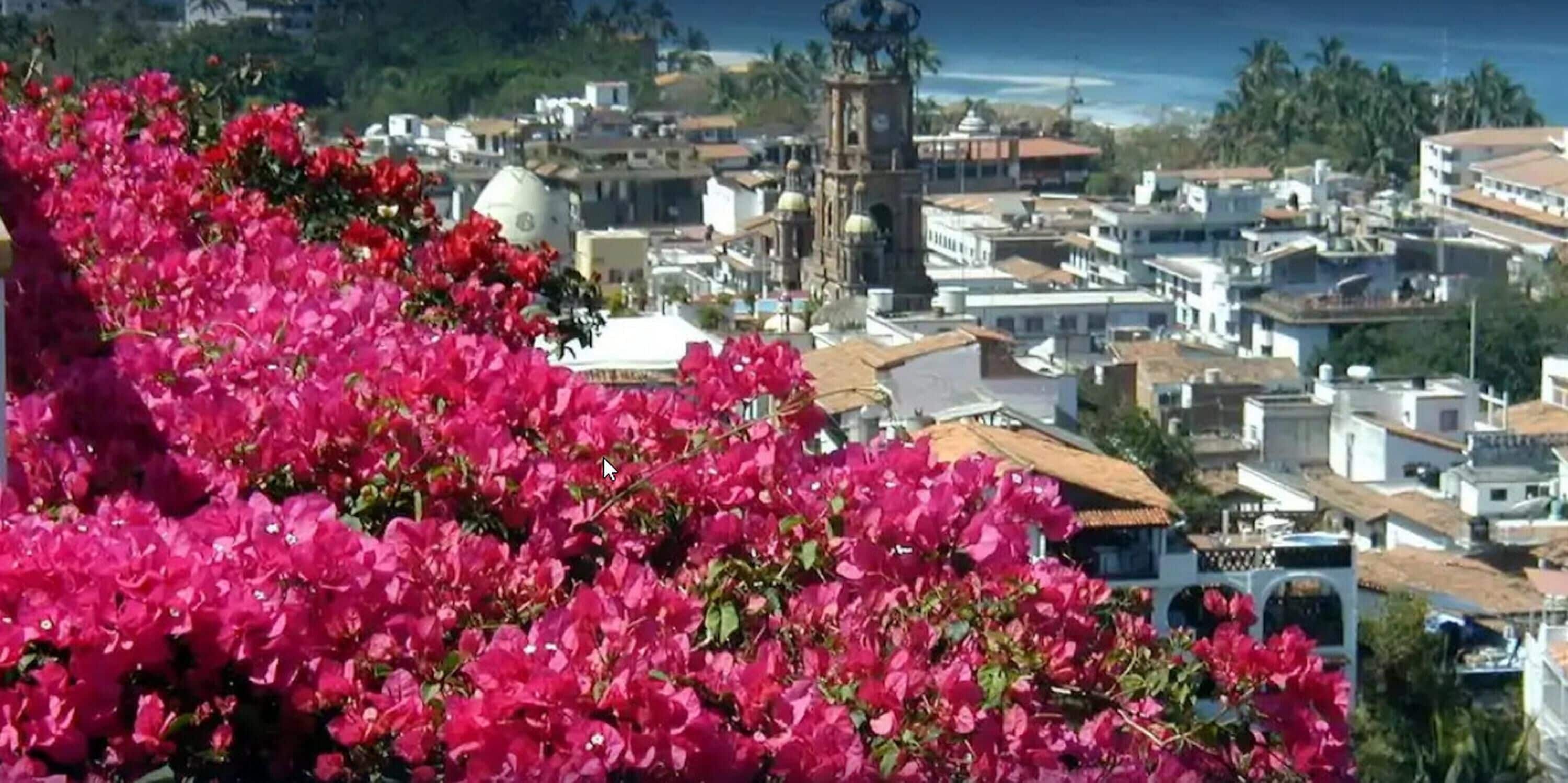 A coastal town with a prominent clock tower, lush bougainvillea in the foreground, and a mix of residential and commercial buildings.