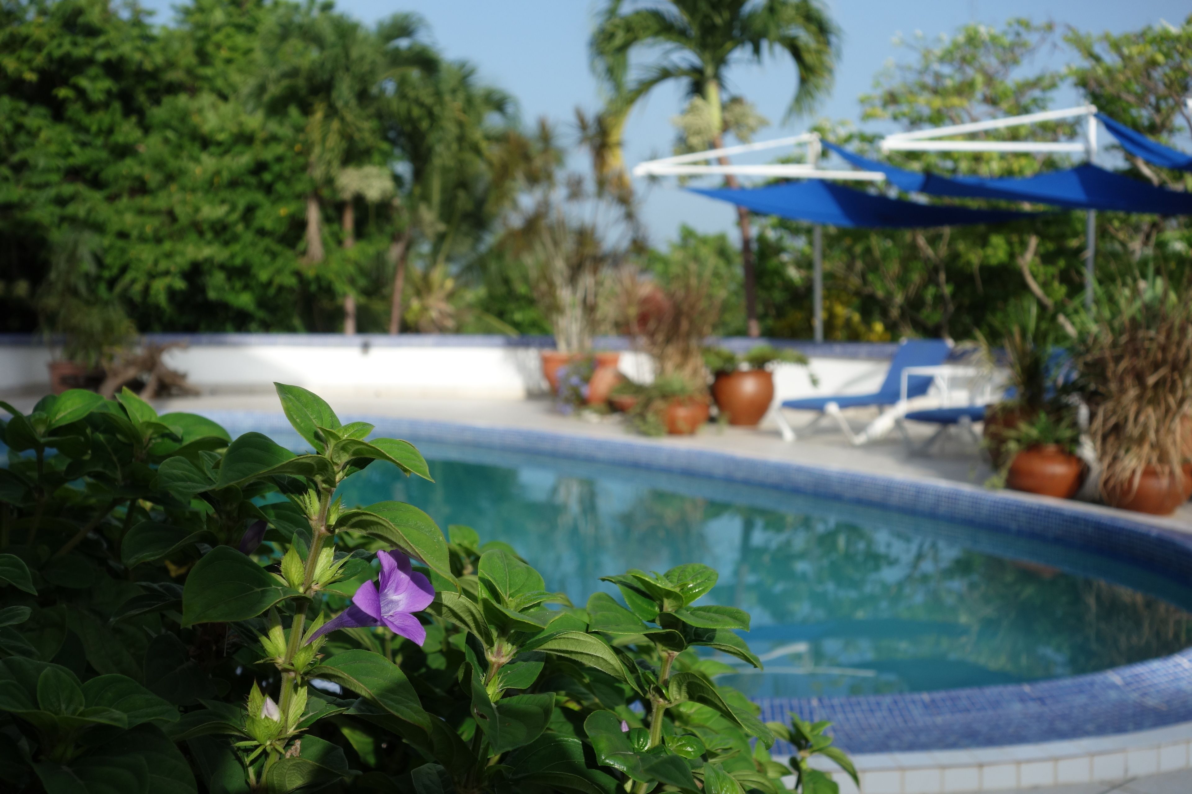 outdoor pool, pool loungers