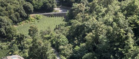 Un château perché sur une colline, dominant un vignoble.