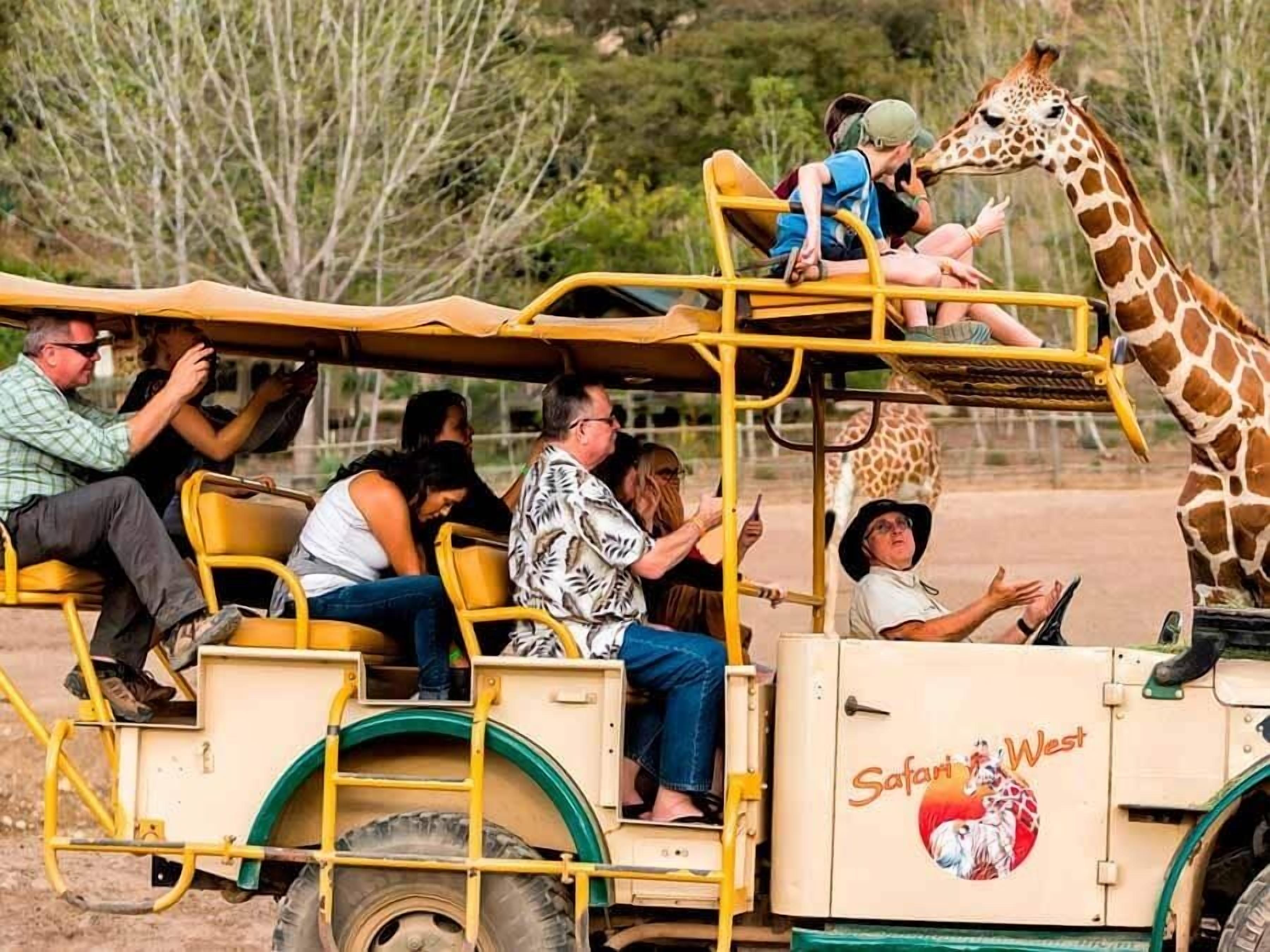 Un vehículo safari con pasajeros y una jirafa.