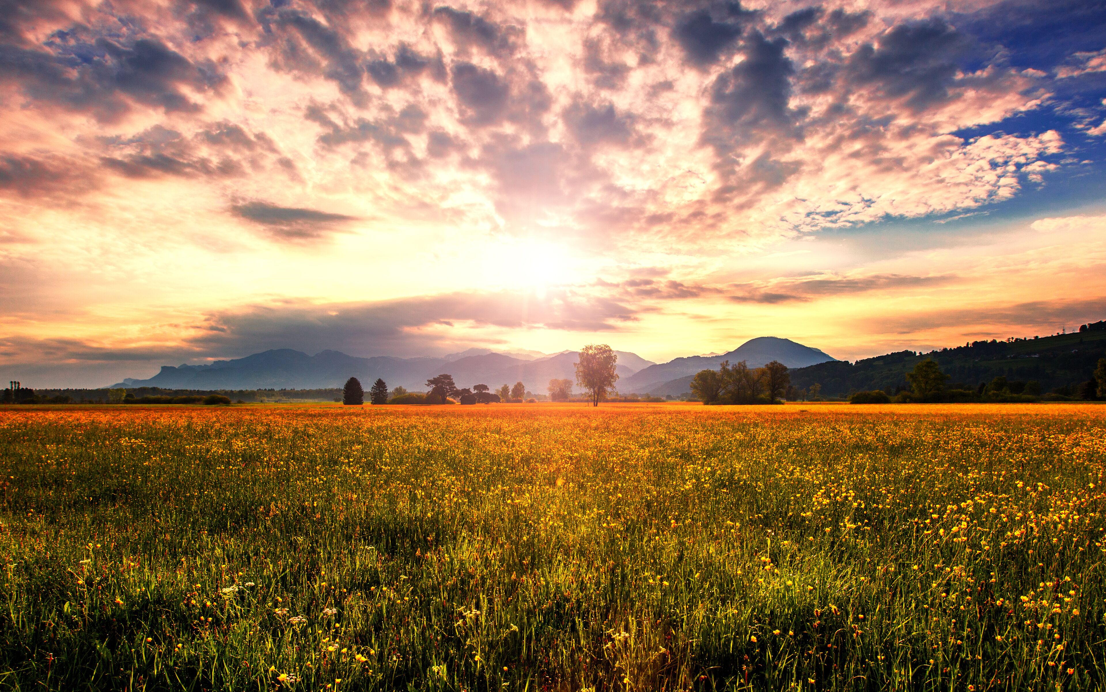 A field of yellow flowers under a sunset sky with mountains in the background.