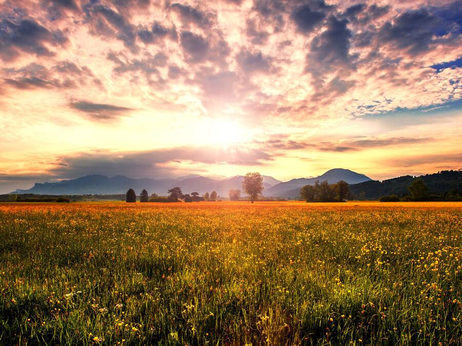 A field of yellow flowers under a sunset sky with mountains in the background.