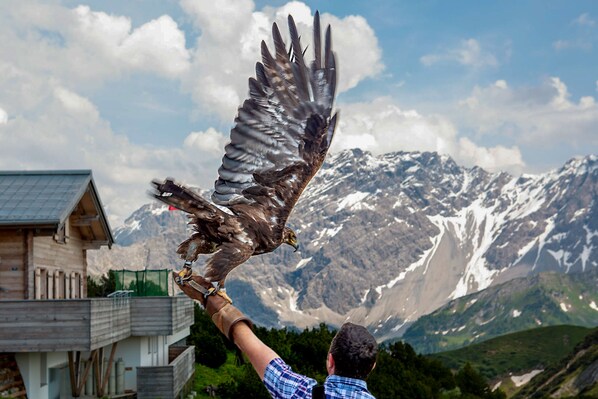 Une personne tenant un oiseau de proie, avec un paysage montagneux en arrière-plan.