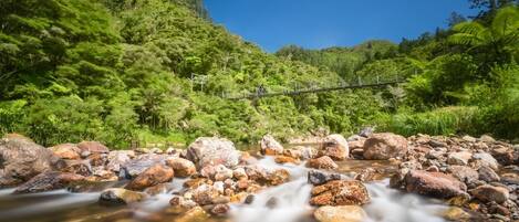 A river flowing through a forested area with a bridge in the background.