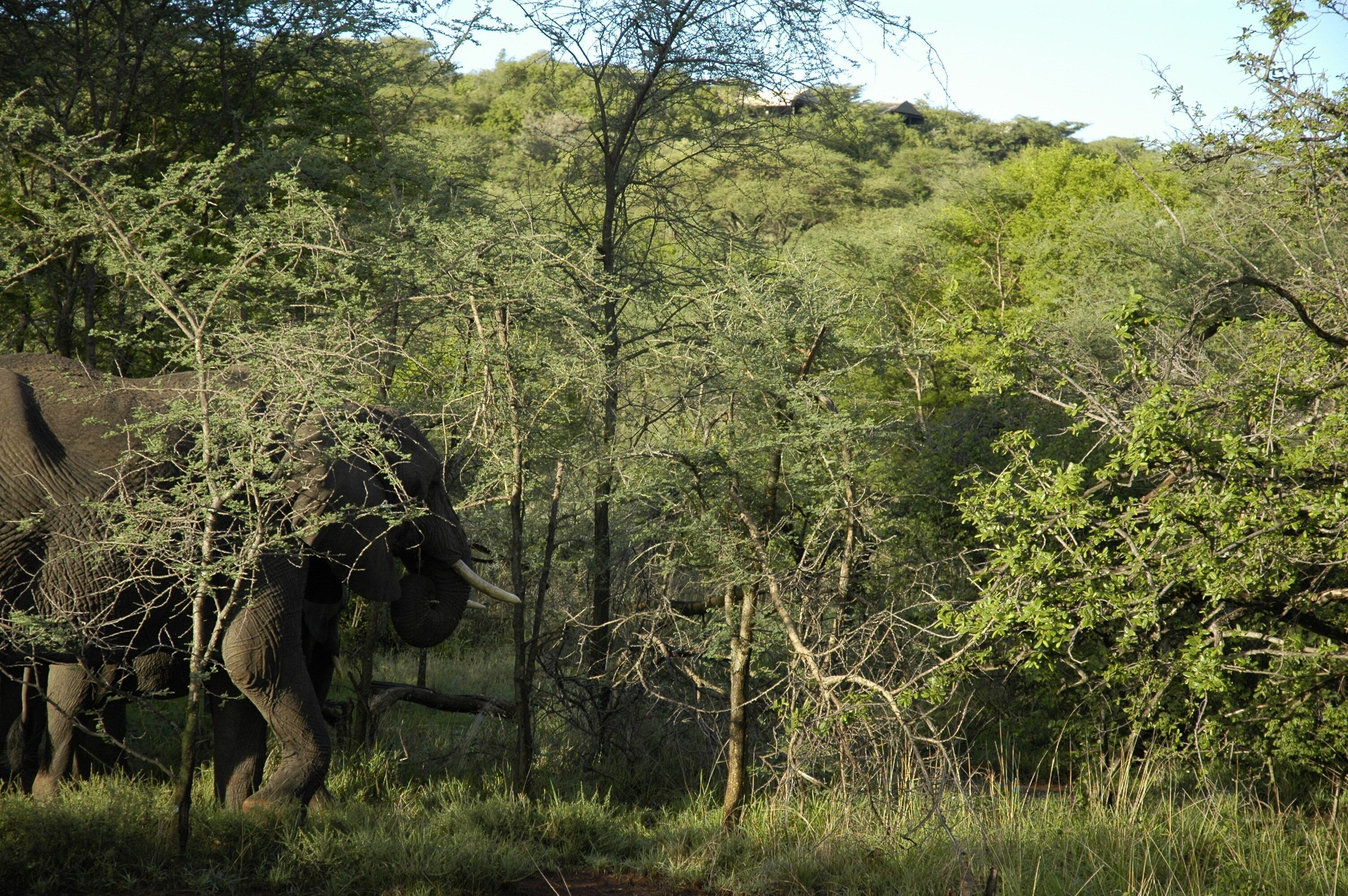 A natural landscape with trees and an elephant.