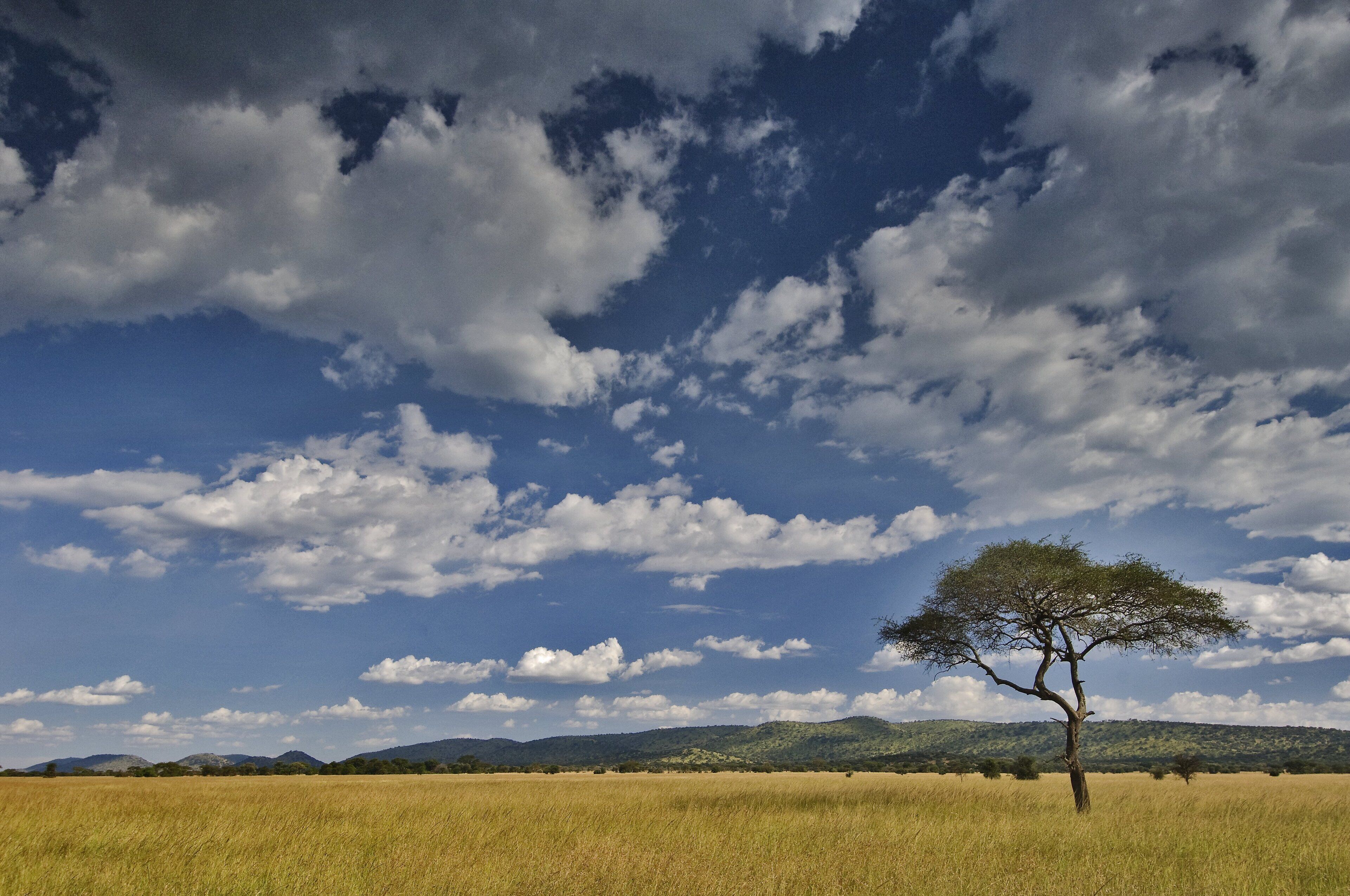 Un único árbol en un extenso campo bajo un cielo parcialmente nublado.