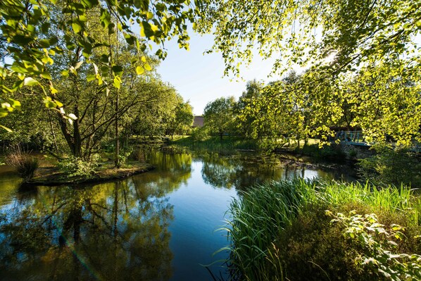 Escena tranquila a la orilla del río, con vegetación densa y un reflejo claro en el agua.
