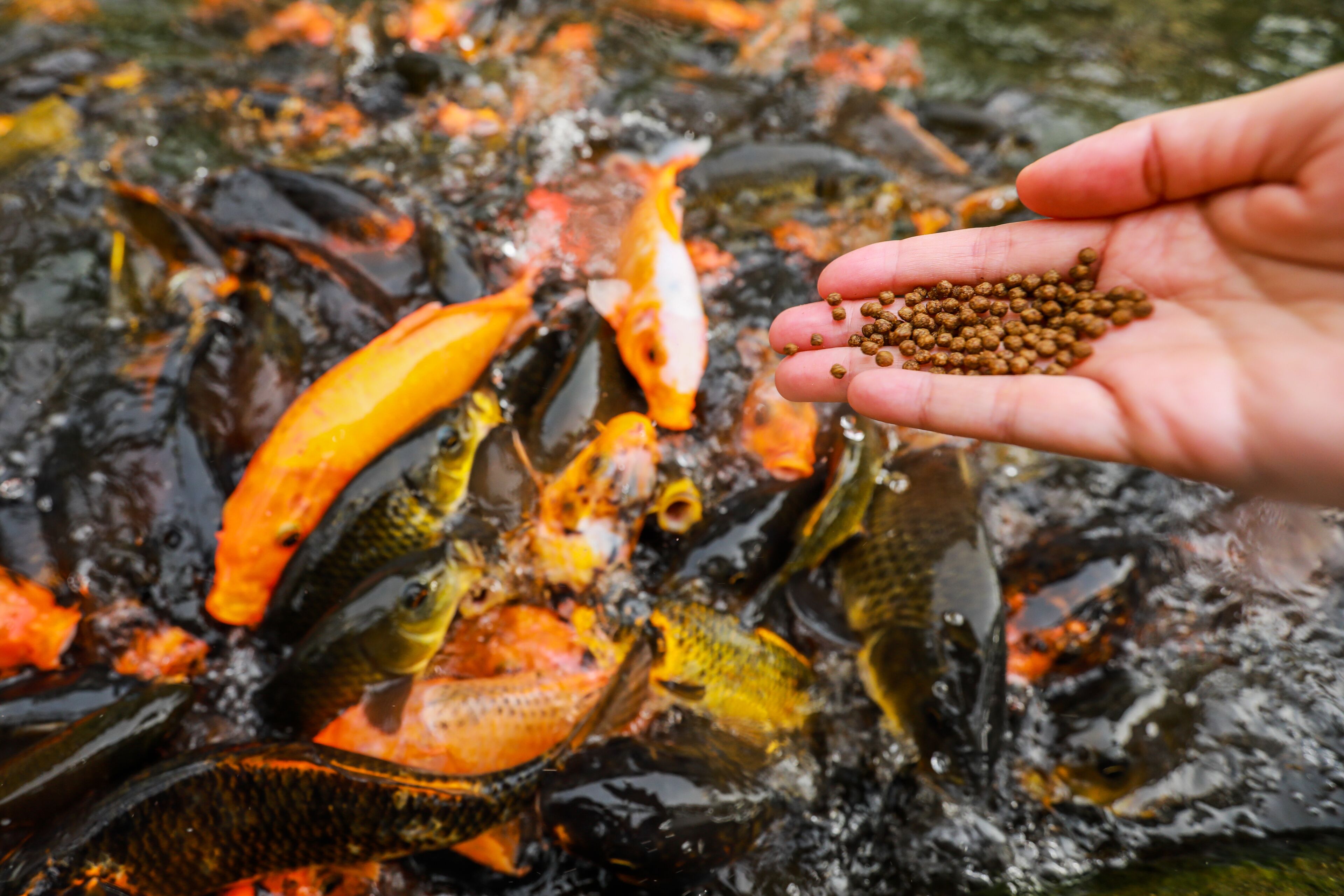 Una mano sosteniendo comida para peces cerca de un estanque con diversos peces.