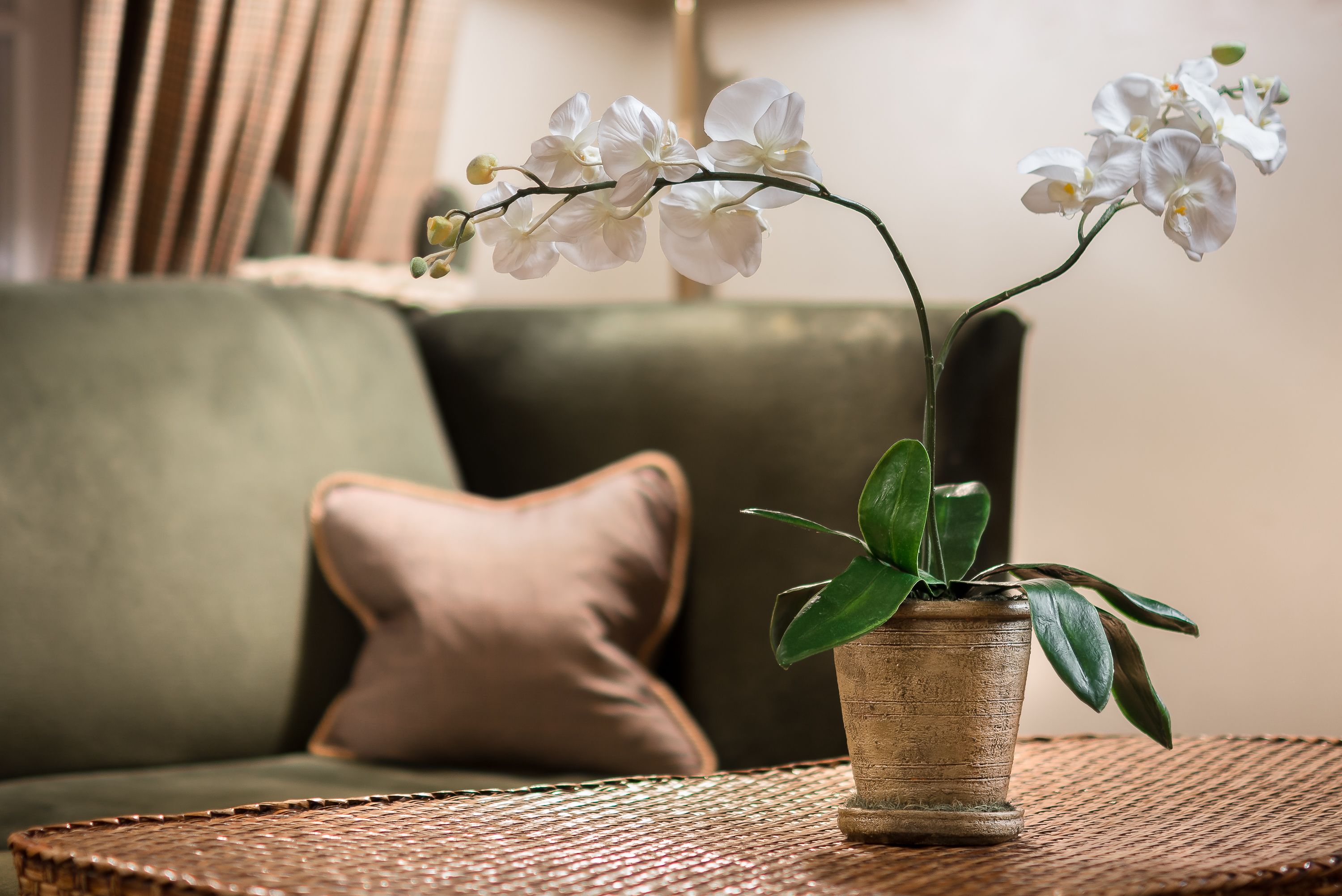 Una orquídea en maceta sobre una mesa tejida, con un sofá verde y una almohada marrón al fondo.