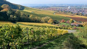 Un vignoble avec des rangées de vignes, une ville en arrière-plan et un paysage vallonné.