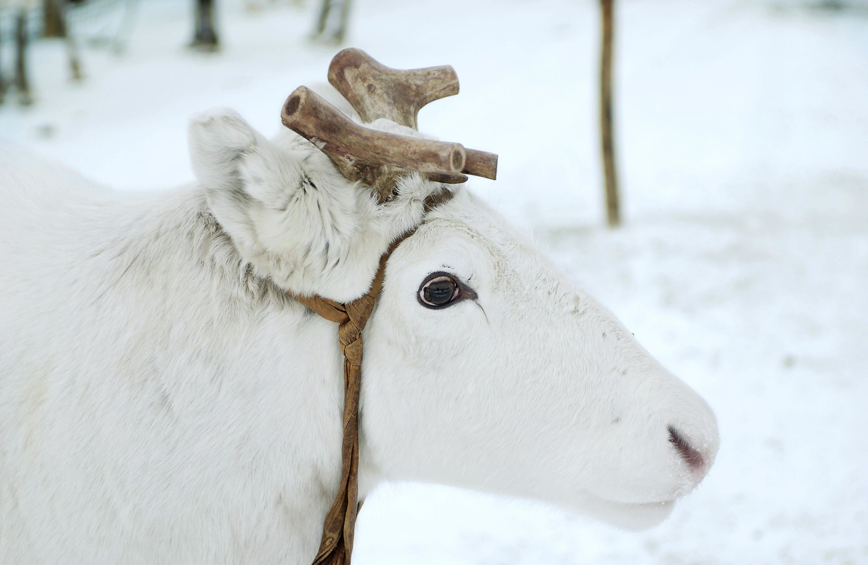 A close-up of a white reindeer with antlers in a snowy environment.